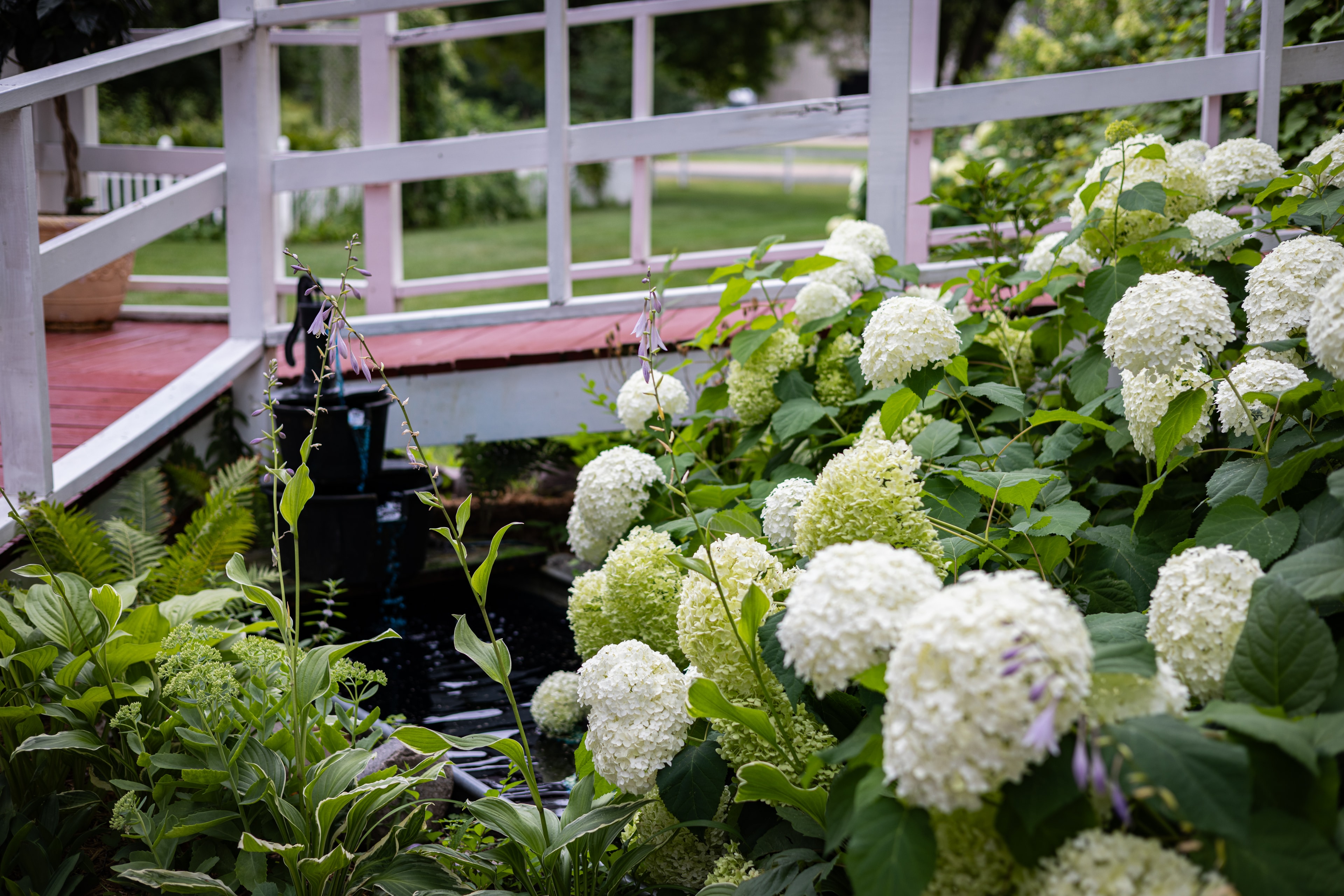 White hydrangeas cascading over the bridge at Willow Pond