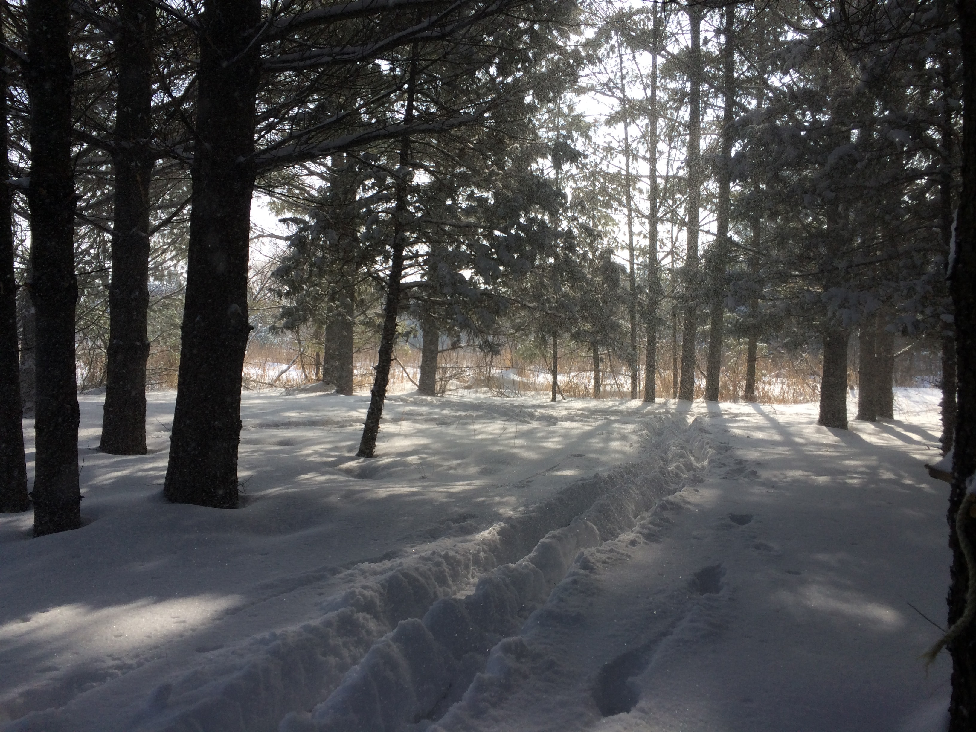 Snowshoe tracks through the pine woods at Willow Pond