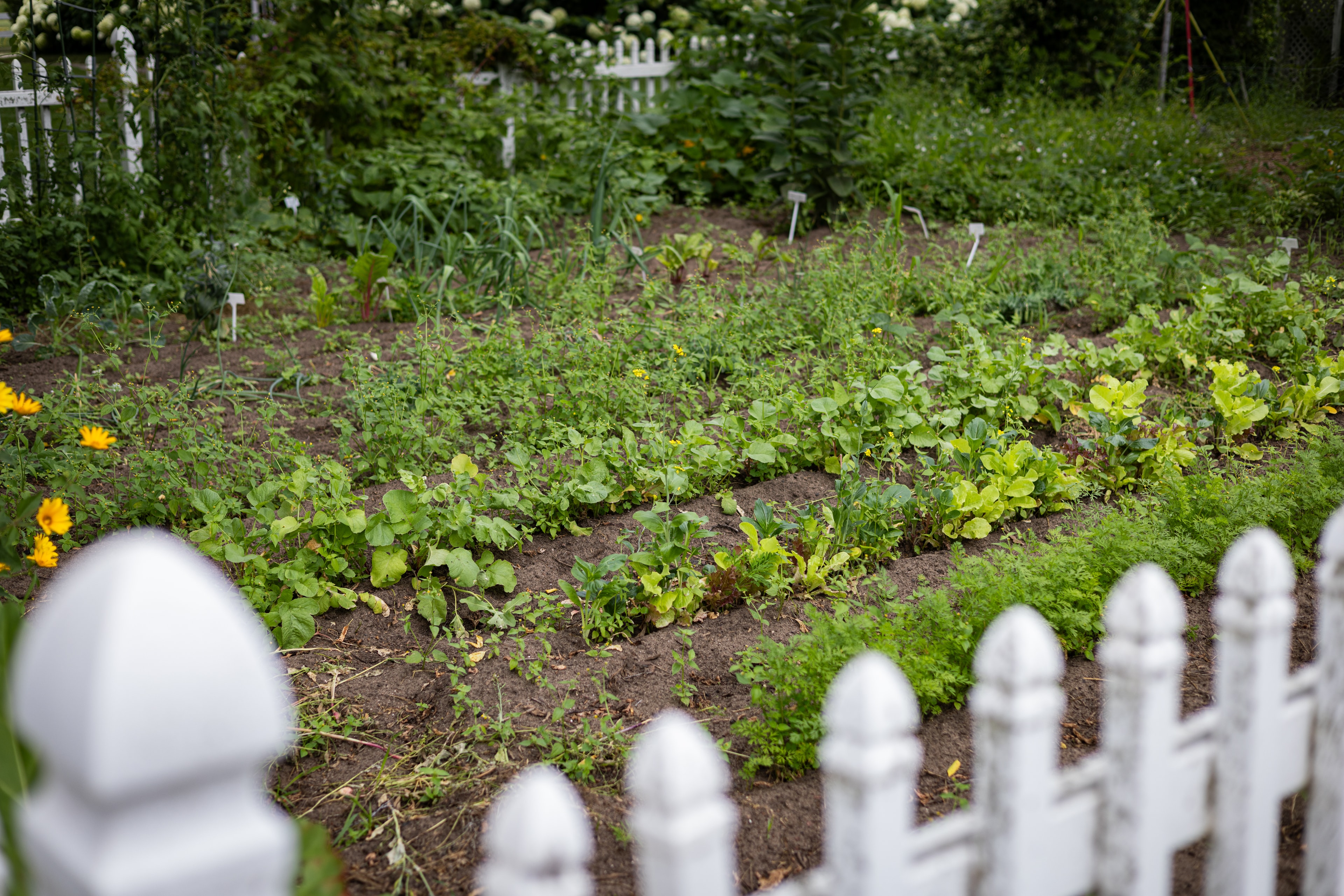 The kitchen garden at Hibiscus — rows of herbs and vegetables behind the white picket fence